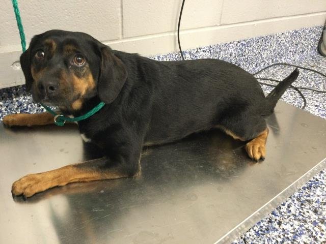 PRINCESS - Terrier available for adoption