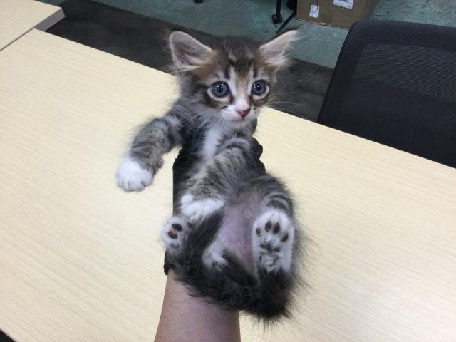 NOODLE - Domestic Short Hair available for adoption