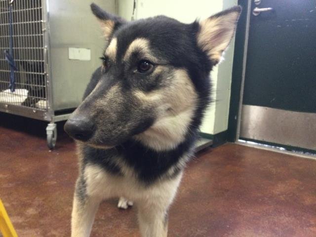 TIMMY - Siberian Husky available for adoption