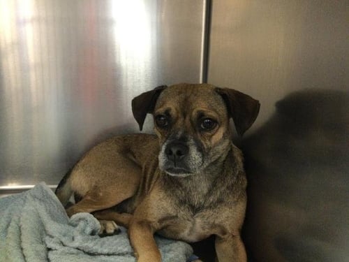 JUBILEE - Pug / Chihuahua available for adoption