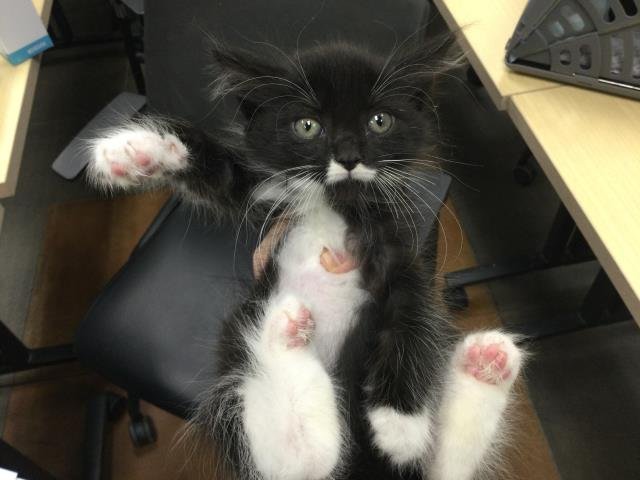 A1885871 - Domestic Short Hair available for adoption