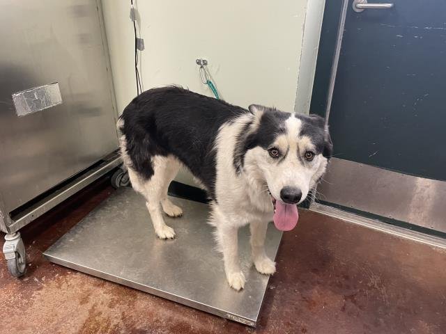 ROCKO - Siberian Husky available for adoption