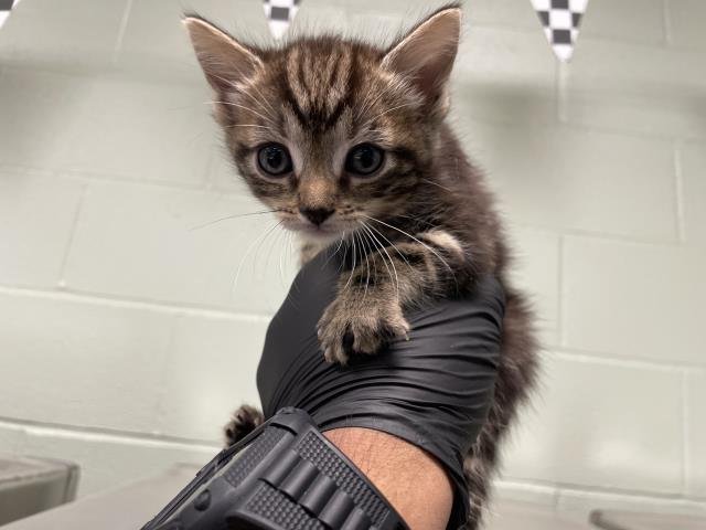 A1894474 - Domestic Short Hair available for adoption