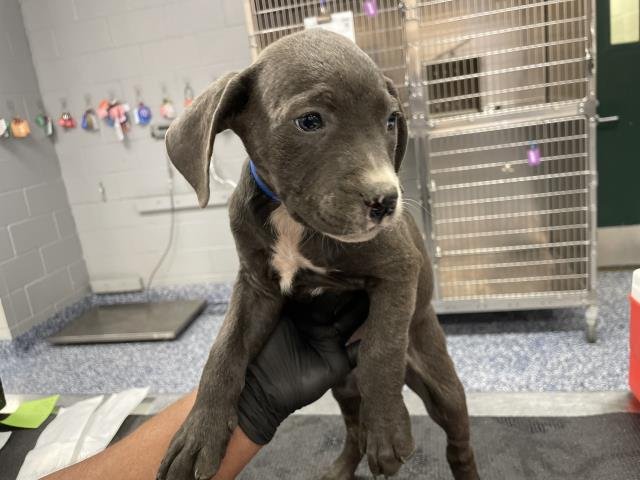 A1900724 - Labrador Retriever available for adoption