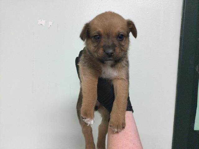 ROBLOX - Terrier available for adoption