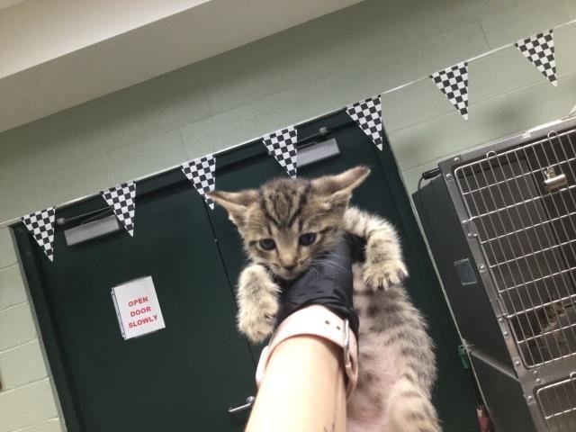 A1886542 - Domestic Short Hair available for adoption