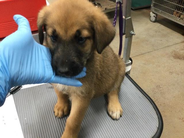 MINTIE - German Shepherd Dog available for adoption