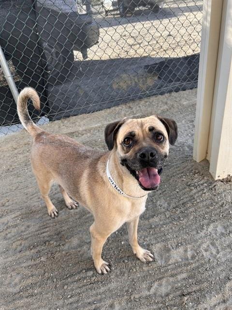 GODIVA - Boxer available for adoption