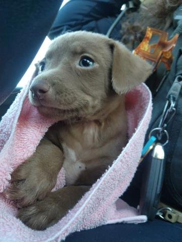 A1905594 - Chihuahua available for adoption