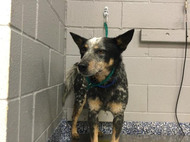 PETE - Queensland Heeler available for adoption