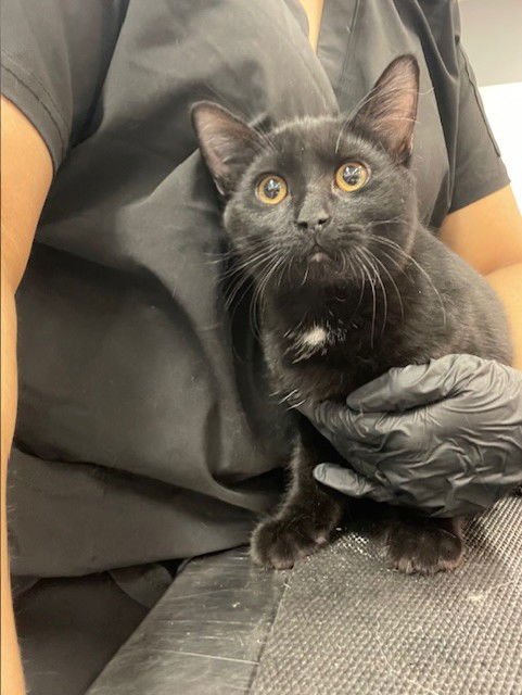 A1879826 - Domestic Short Hair available for adoption