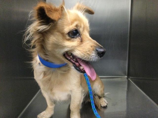 TODD - Terrier available for adoption