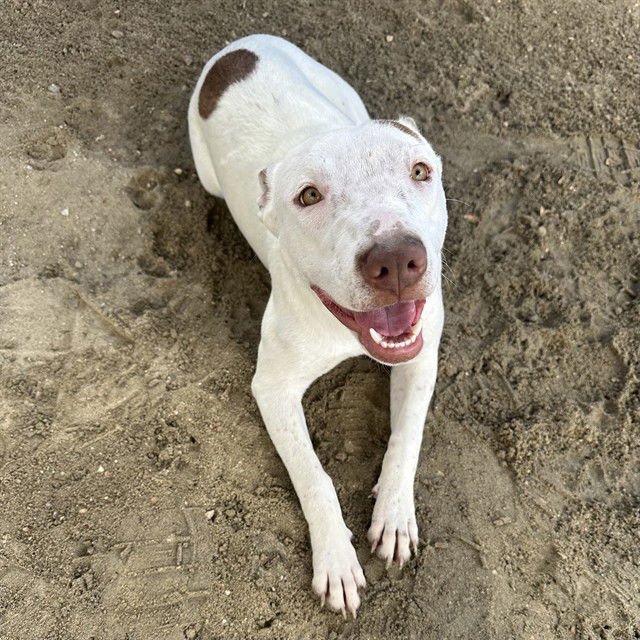 TINA - Pit Bull Terrier available for adoption