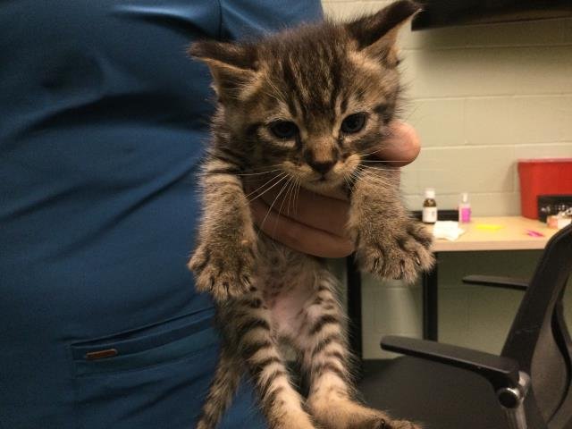 A1877239 - Domestic Short Hair available for adoption