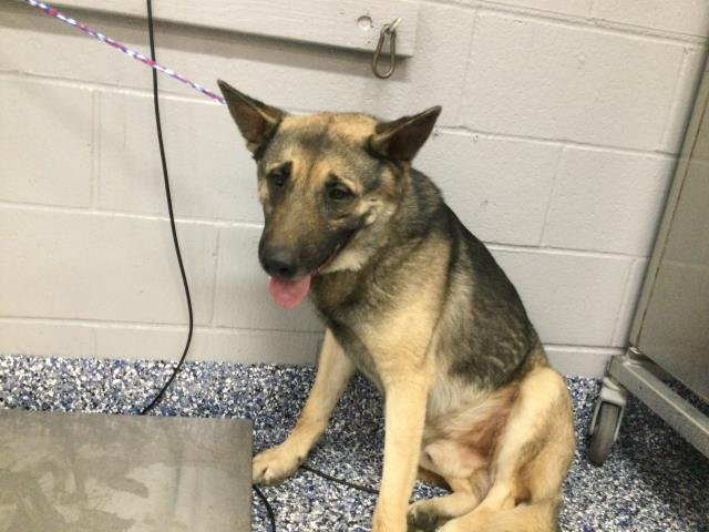 MAX - German Shepherd Dog available for adoption