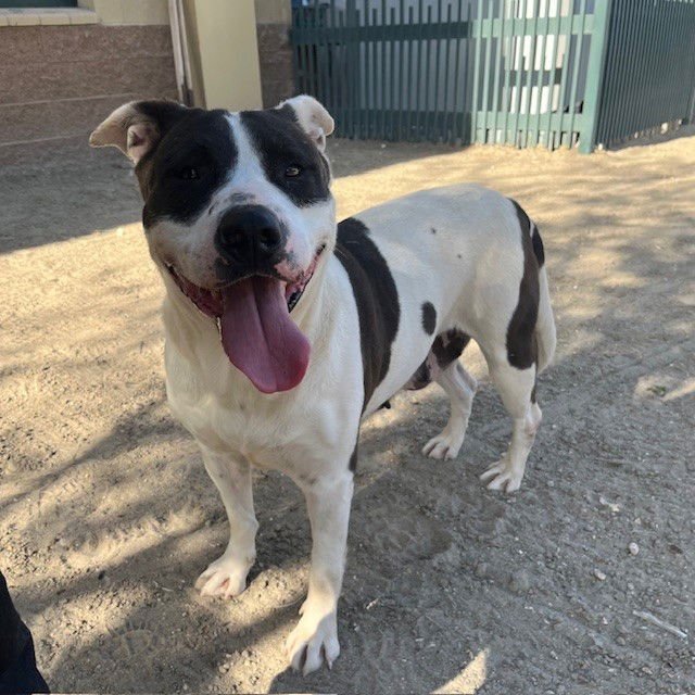 LUNA - Pit Bull Terrier available for adoption