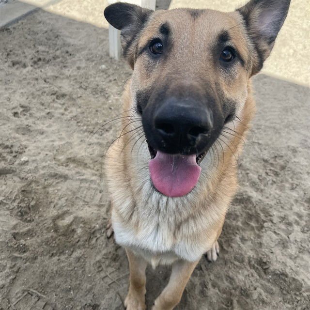 ZEUS - German Shepherd Dog available for adoption