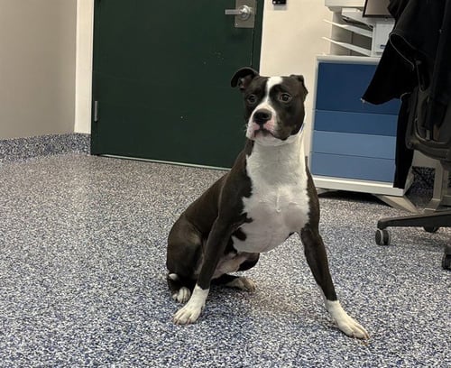 PANDA - Pit Bull Terrier available for adoption