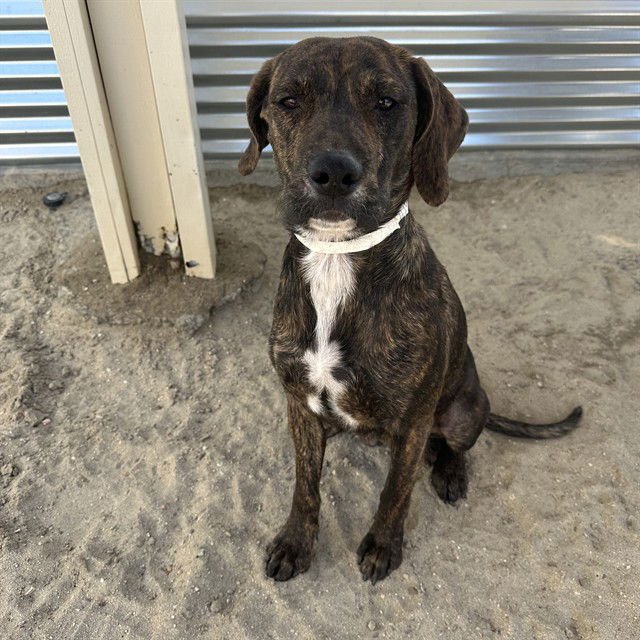 MYA - Labrador Retriever available for adoption