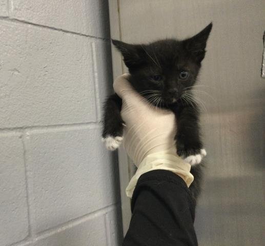 A1905154 - Domestic Short Hair available for adoption