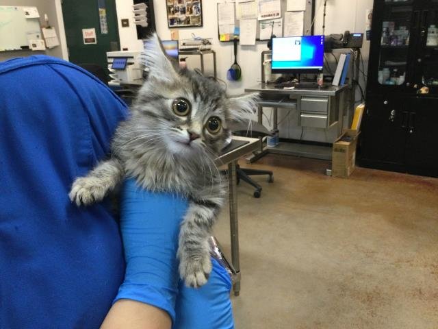 SOL - Domestic Medium Hair available for adoption