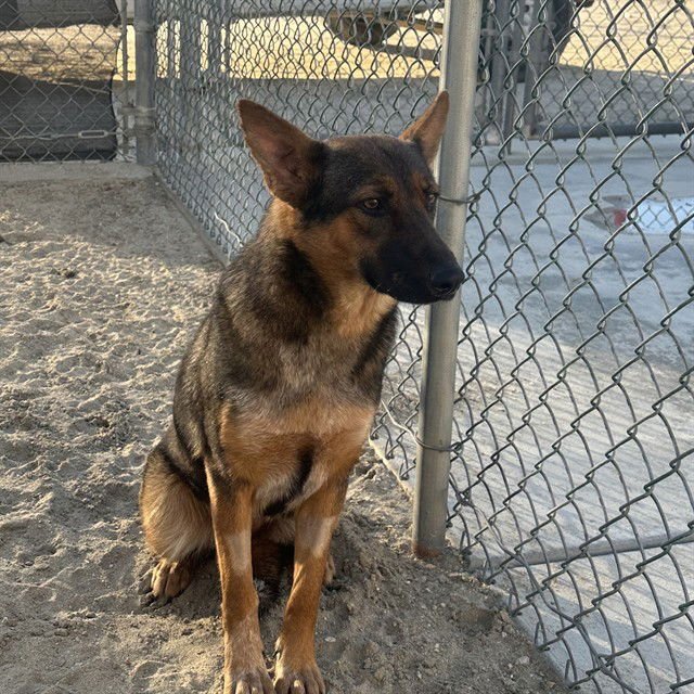 BUG - German Shepherd Dog available for adoption