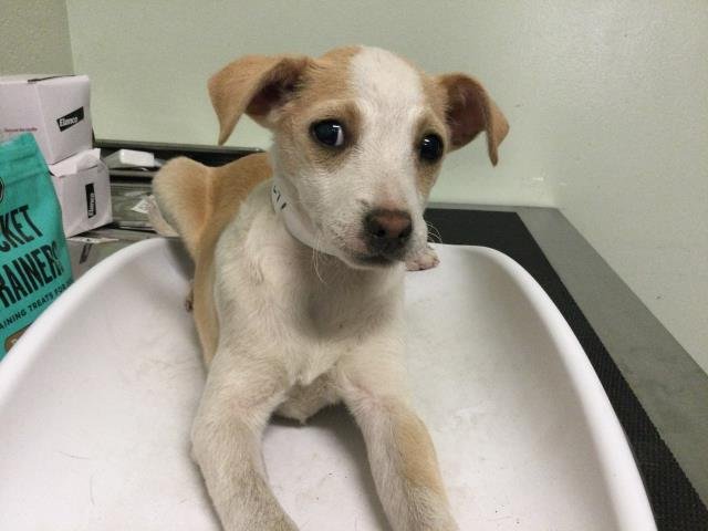 A1899297 - Terrier available for adoption