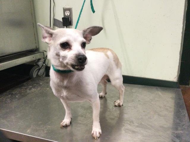 GABBIE - Chihuahua / Terrier available for adoption