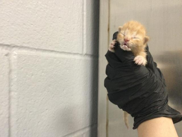 A1905327 - Domestic Short Hair available for adoption