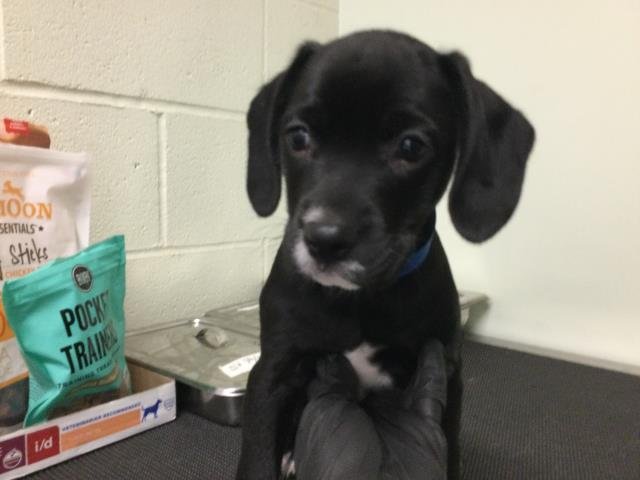 A1893276 - Chihuahua available for adoption