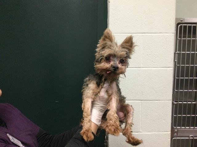 A1896074 - Terrier available for adoption