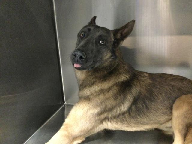 CHESTER - Belgian Shepherd Malinois available for adoption