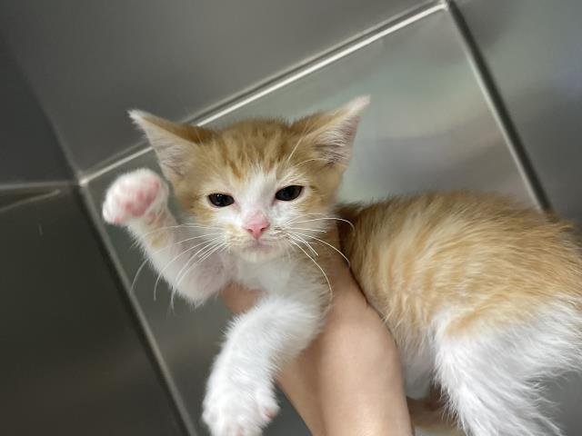 BISCUIT - Domestic Short Hair available for adoption