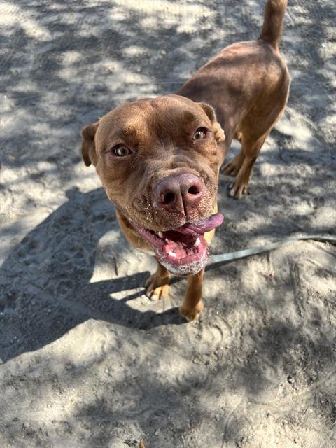 PUP CUP CANELO - Dogue de Bordeaux available for adoption
