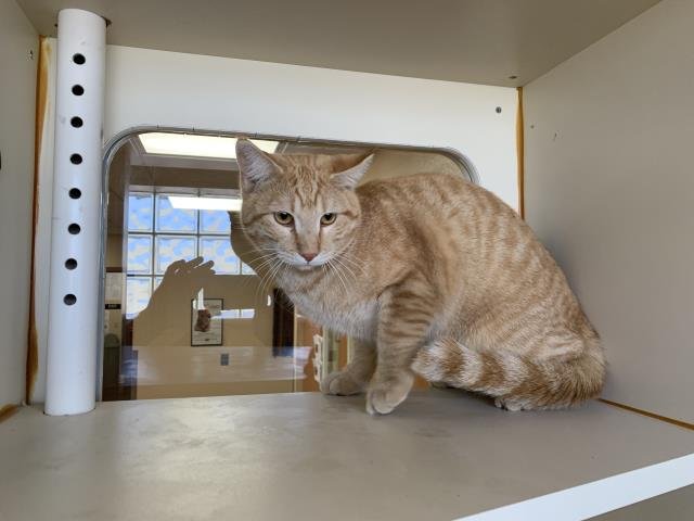 FUZZ ALDRIN - Domestic Short Hair available for adoption