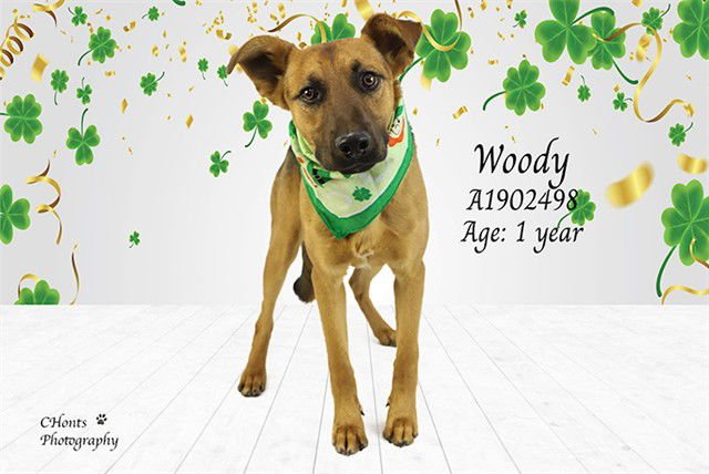 WOODY - German Shepherd Dog available for adoption