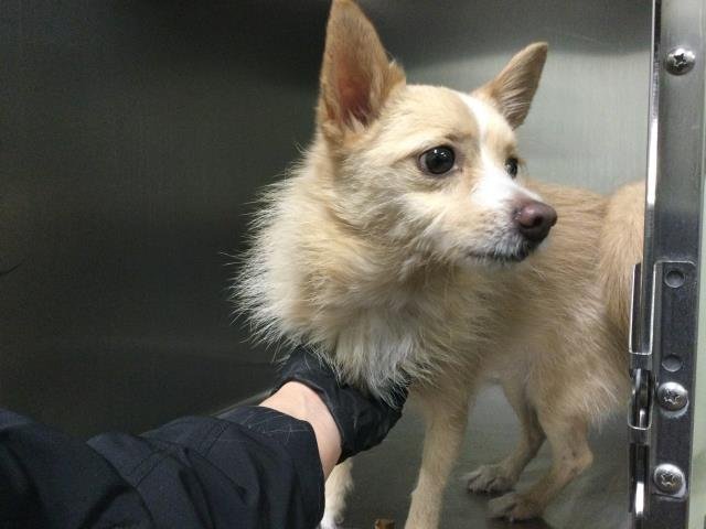 MONTE - Terrier available for adoption