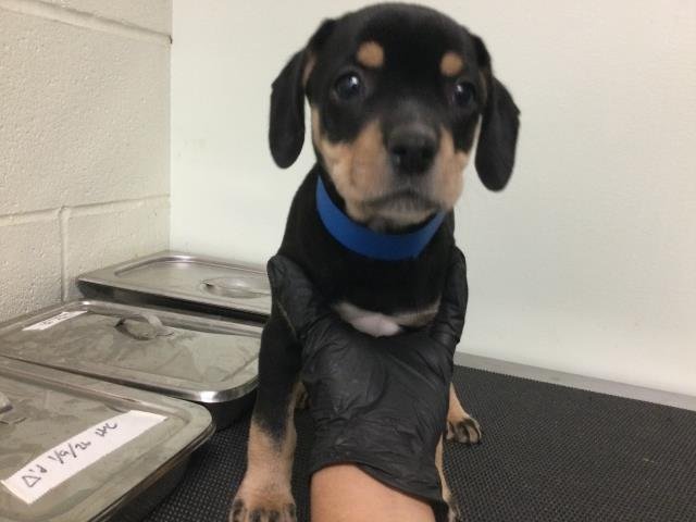 A1893275 - Chihuahua available for adoption