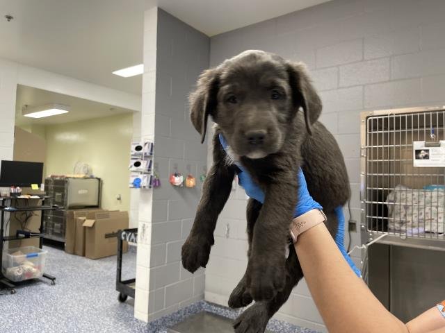 A1900726 - Labrador Retriever available for adoption