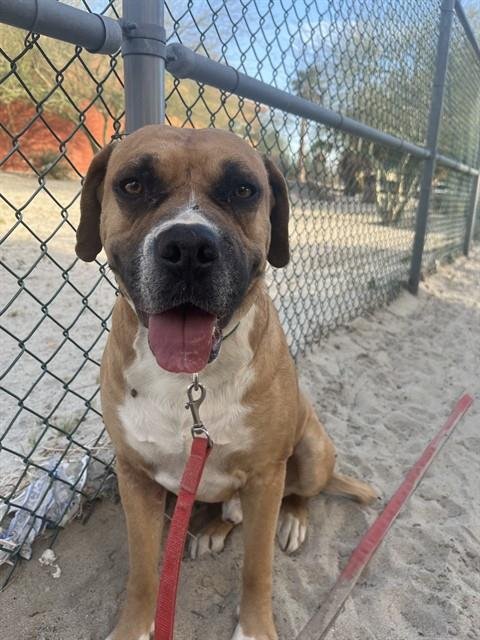 NIGEL - Pit Bull Terrier / Boxer available for adoption