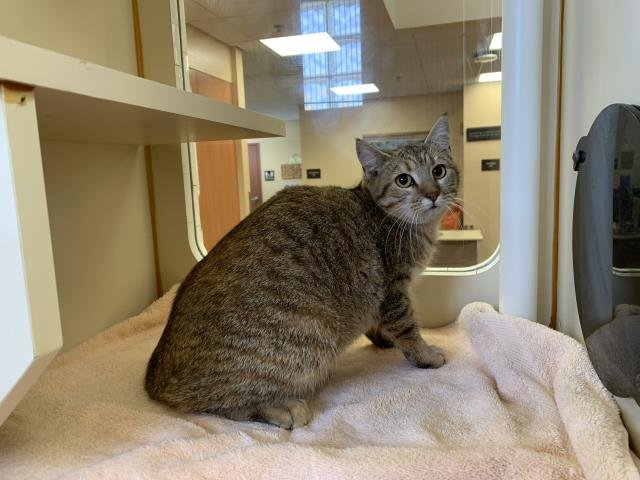 FRIDA CATLO - Domestic Short Hair available for adoption