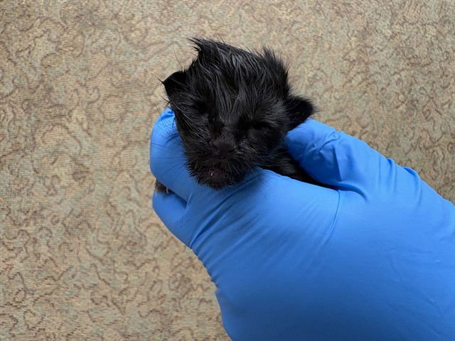 SOPHIE - Domestic Short Hair available for adoption