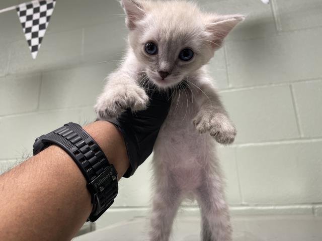 A1894476 - Domestic Short Hair available for adoption