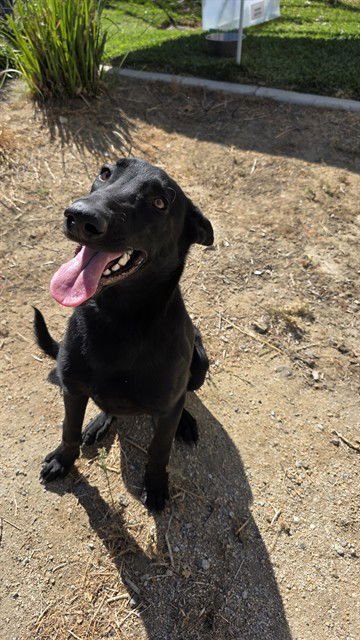 RUGAR - German Shepherd Dog / Labrador Retriever available for adoption