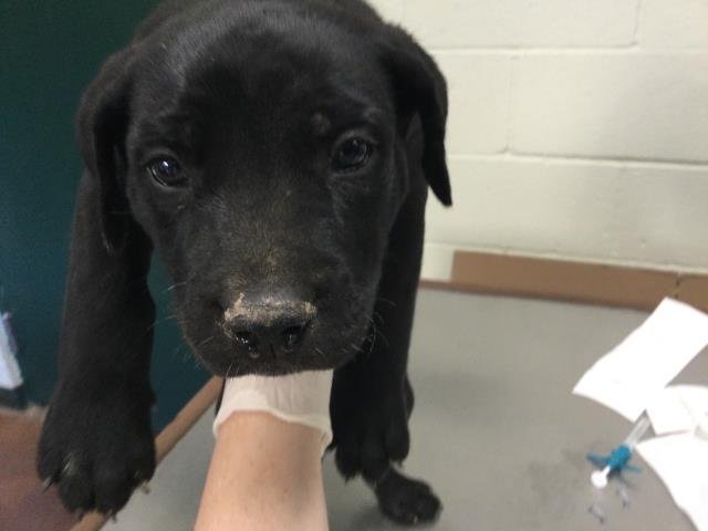 A1888930 - Pit Bull Terrier available for adoption