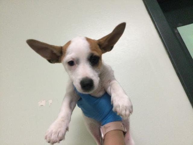 LEE - Terrier available for adoption