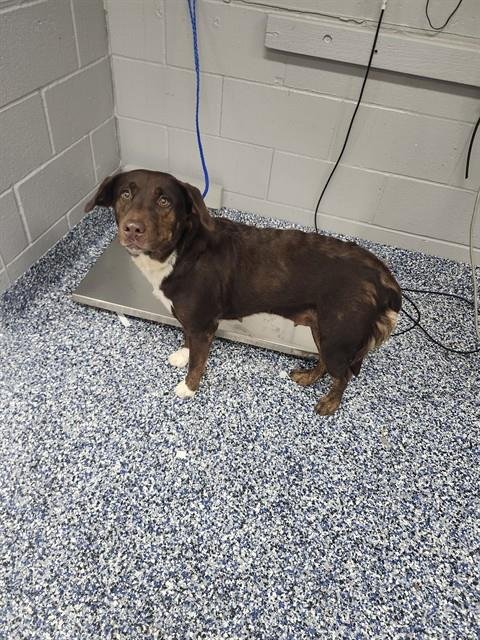 FUDGE - Labrador Retriever available for adoption