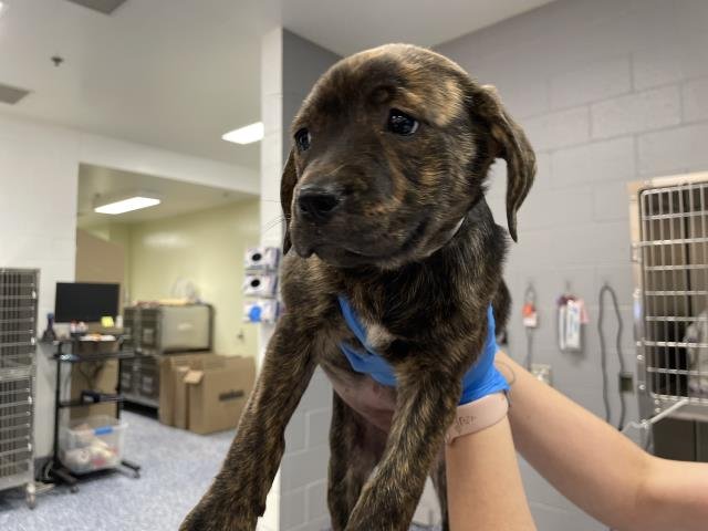 A1900727 - Labrador Retriever available for adoption