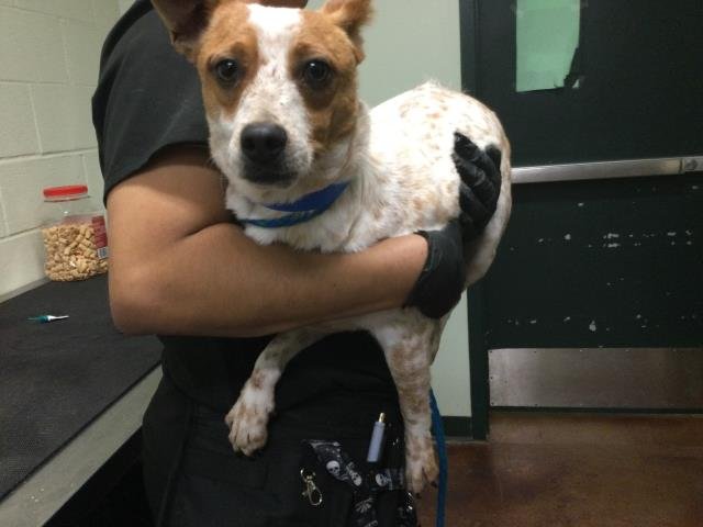 STITCH - Jack Russell Terrier (Parson Russell Terrier) available for adoption
