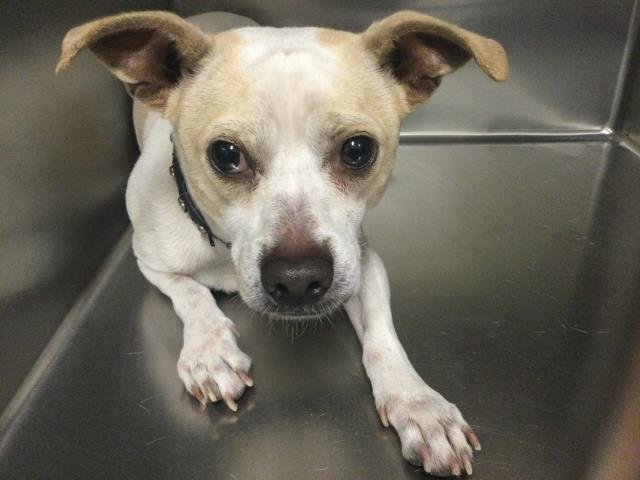 PANCHO - Chihuahua available for adoption